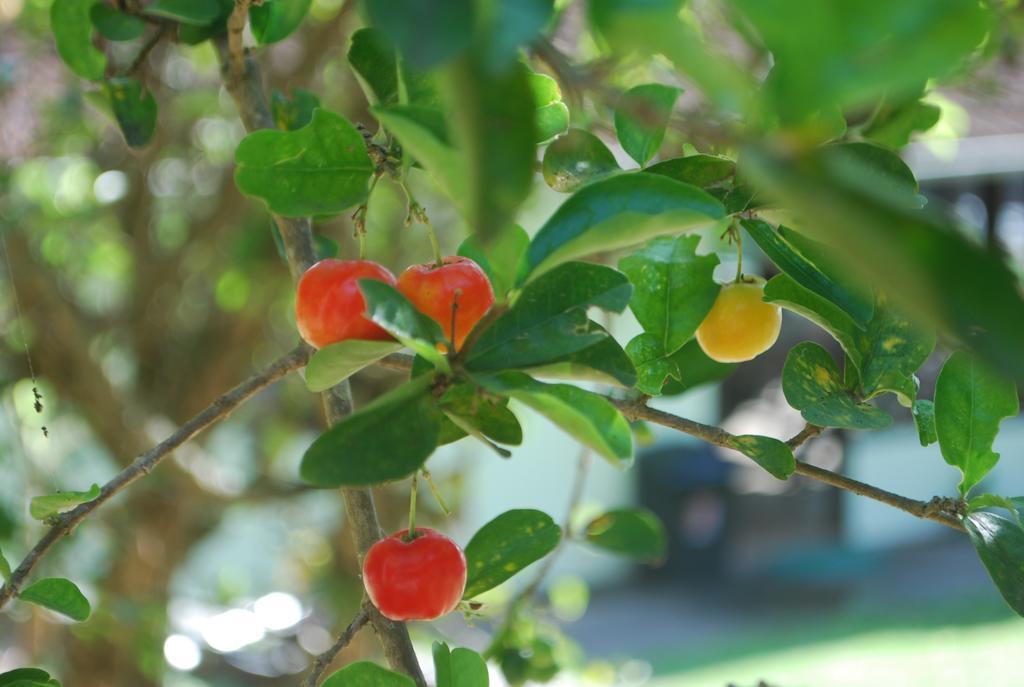 Pousada Jardim Da Lagoa 호텔 Florianópolis 외부 사진